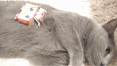 わたしはねこ