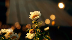The End Of August