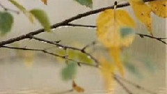 Fall Rain
