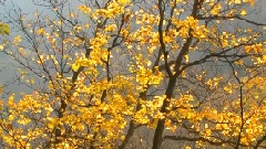 Falling Leaves