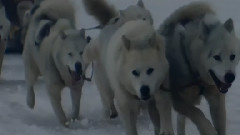 She Wolf