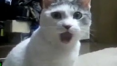 爱敲背的猫