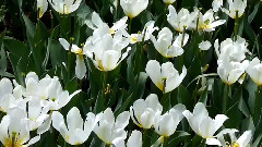Spring Love 春之恋
