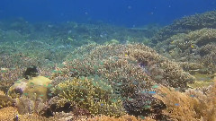 Amazing Ocean 2012