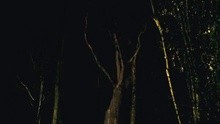 Psylla