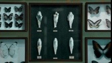 Histoire Naturelle