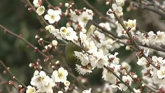 春花情怀