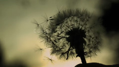 the GazettE - OMINOUS