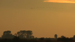 Sunset Barther Oie