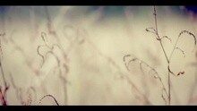 Kenshi Yonezu - Flowerwall