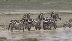Hyenas Paddle