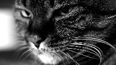 Cat's Eyes