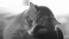 Glass Eyes