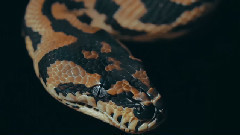 Amazing Wild
