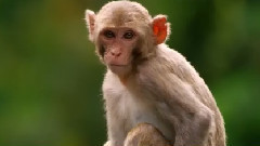 野生生物