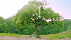 太陽ノック