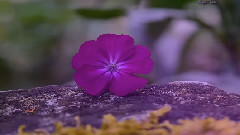Autumn Rose