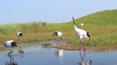 2015鹤城之夏