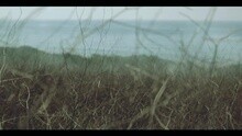 Tidal Wave