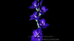 Flower Timelapse