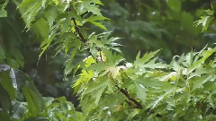 Summer Rain