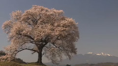 独角戏