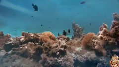 Explorer