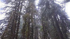 Hoh Rainforest,Olympic NP,Washington,USA