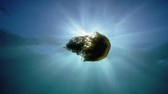 海底世界
