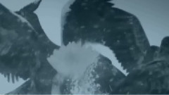 雪域鹰踪