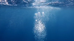 Dolphins