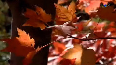 Autumn Leaves