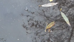 黑色华尔兹
