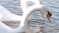 如歌的行板