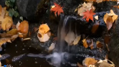 抉择