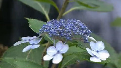 十六岁的花季