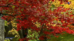 Goodbye Autumn