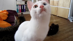 Milla,the Alien Cat
