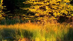 Autumn Breeze
