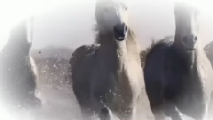 美丽骏马