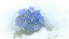 Winter Sonata Tears
