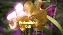 Profundidad