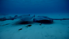 Tahiti Ocean Voyage