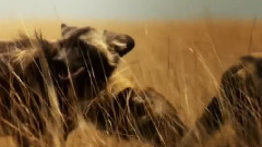 狩猎土地