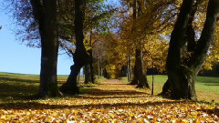 Walking With Thee