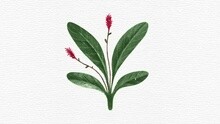 三个愿望 (Wish Tree) 试听版