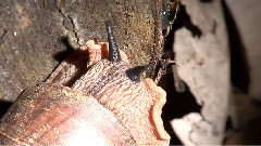 Giant Panda Snail
