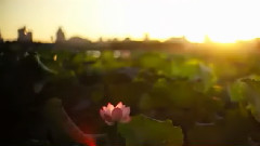 明月杭州夜