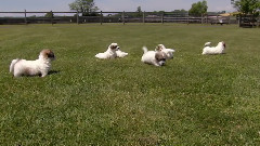 cotons de tulear
