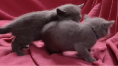 小猫进行曲